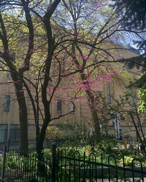 Blossoms on Church Street #toronto #churchstreet #churchandwellesley  #mapleleafgardens #spring #blossoms #latergram