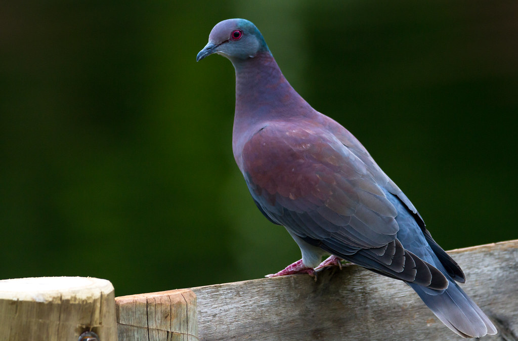 Imagen de una de las aves del Quindio: Torcaza morada (Patagioenas cayennensis)