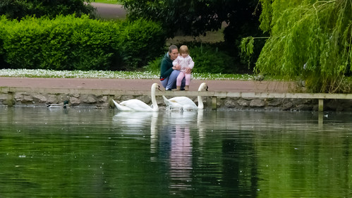 Looking at the cygnets, West Park