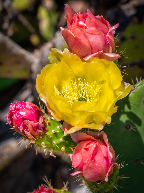 Cactus Flowers (Yellow and Pink)