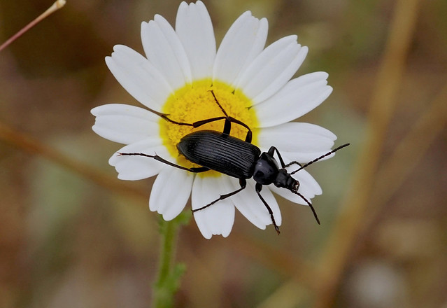 Darkling Beetle — Heliotaurus sp