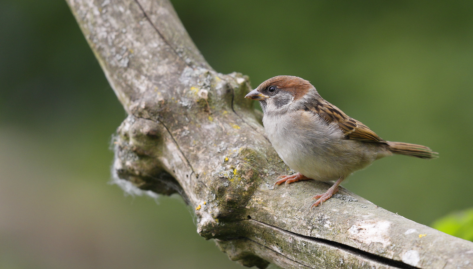 Young Tree Sparrow