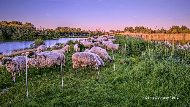 Groninger Landschap with Sheep,Groningen ,the Netherlands