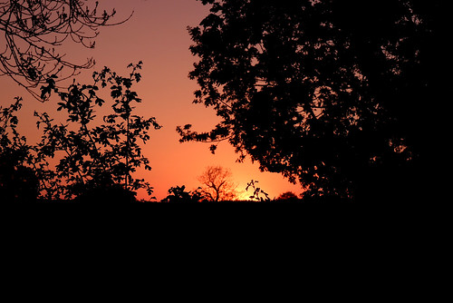 sunset light shade shadeandlight silouette trees orange oranagesky eveninglight evening