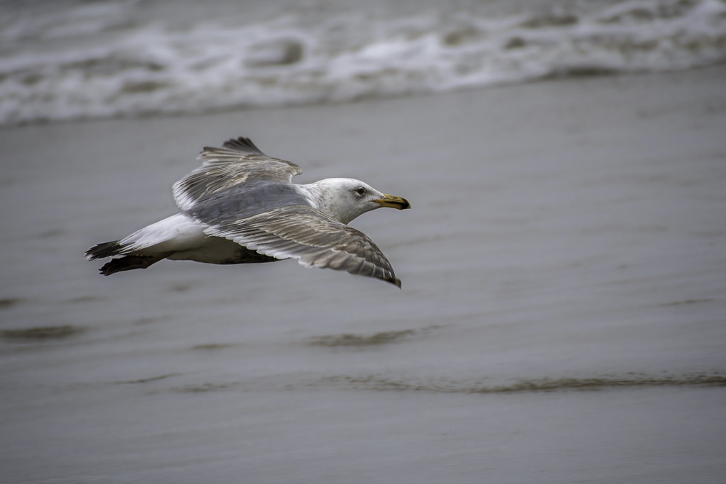 Western Gull | Flying along the coastline, near Beverly Beac… | Flickr