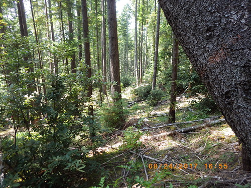 restoration forest redwood national