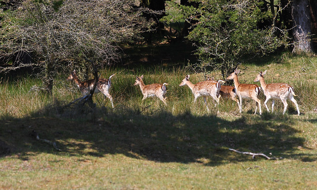 Fallow Deer on the move