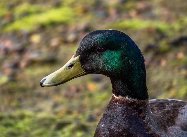 Duck portrait.