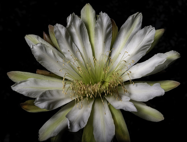 Night Blooming Cactus Floower In The Early Morning