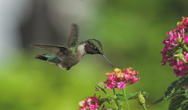 Male Hummingbird Feeding on Lantana_DSC2340