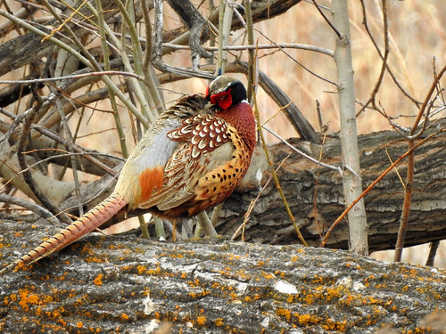 Ring-necked Pheasant | by pamfromcalgary