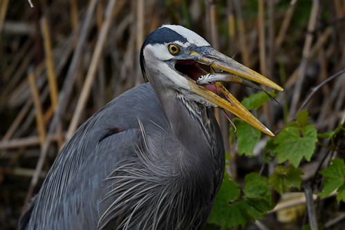 Great Blue Heron | by kevinwg