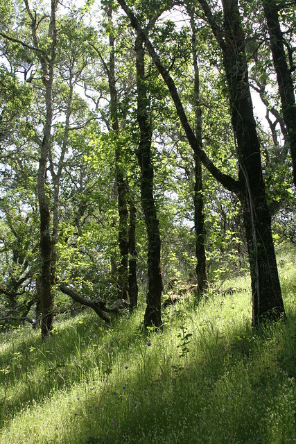 Small, Old, Oak Trees