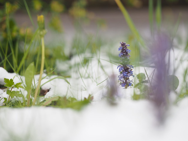 Spring Snow Nature Wild Flower Ajuga reptans © Frühling Schnee Natur Wildblume Günsel ©
