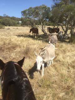 Trail Ride with Sunsmart XI – Red Moon Sanctuary, Redmond, Western Australia | by Red Moon Sanctuary
