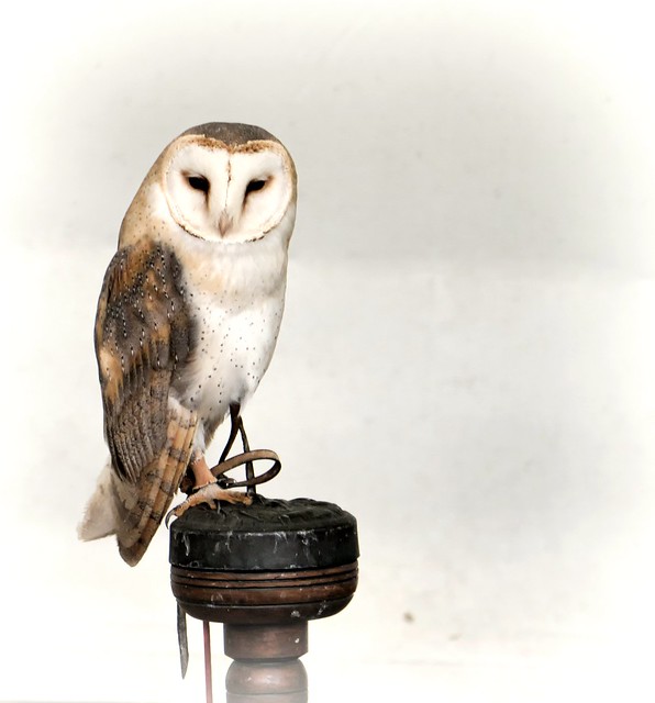Young barn Owl