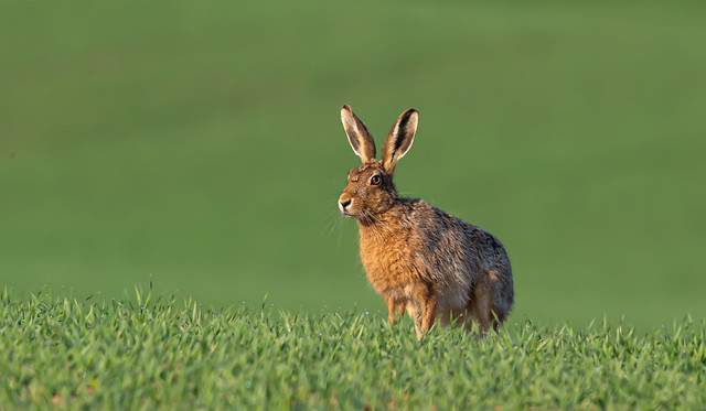 Northumberland Hare