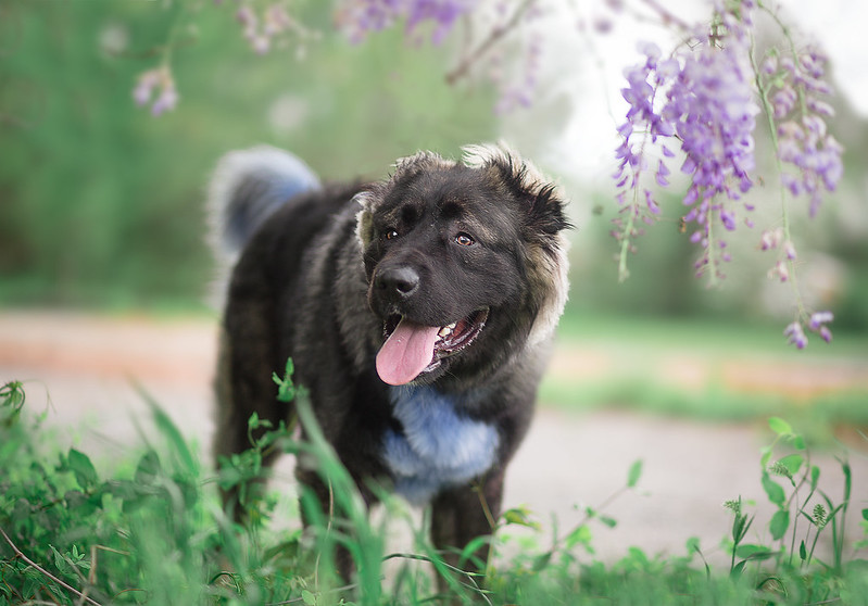 ovcharka rarest dog breed