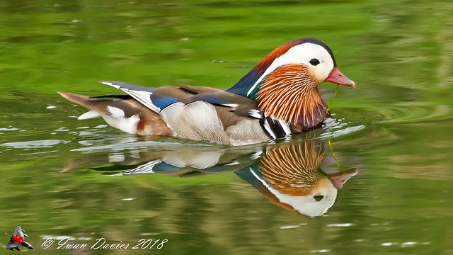 Mandarin Duck in a reflective mood.
