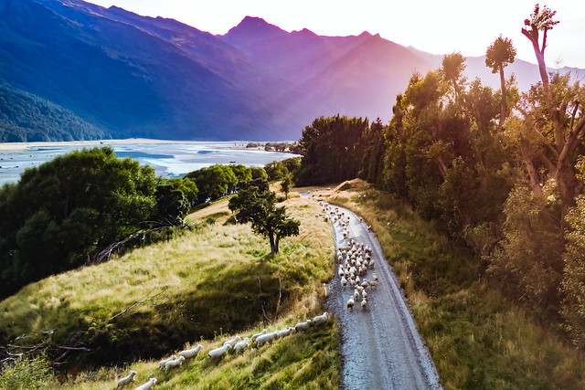 New Zealand herd at sunrise