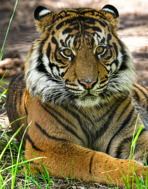 Rakan - Sumatran Tiger