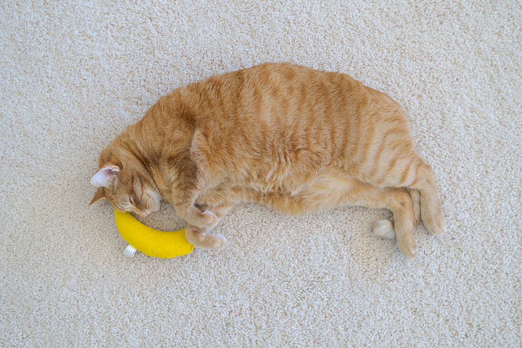 Our cat Sam sleeps with his head next to a banana catnip toy on the carpet of our living room in Scottsdale, Arizona