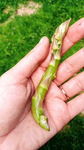 A wavy asparagus (from growing around an obstacle)