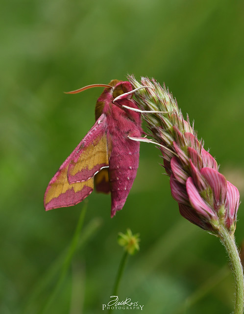 Small Elephant Hawk Moth (Deilephila porcellus), Strawberry Banks, Gloucestershire.