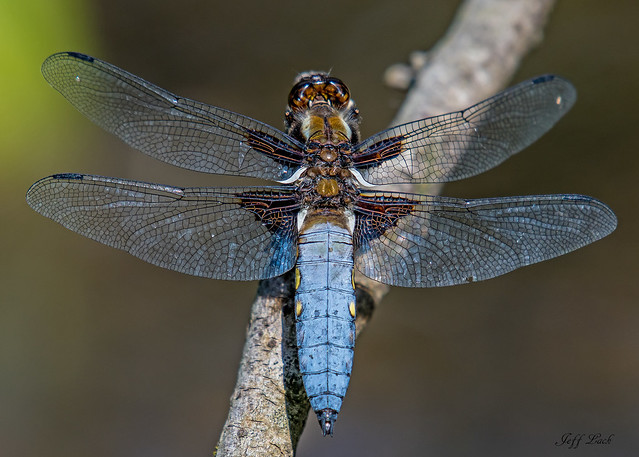 DSC9066  Broad Bodied Chaser...