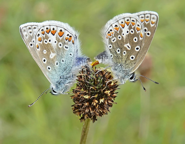 common blues - mating