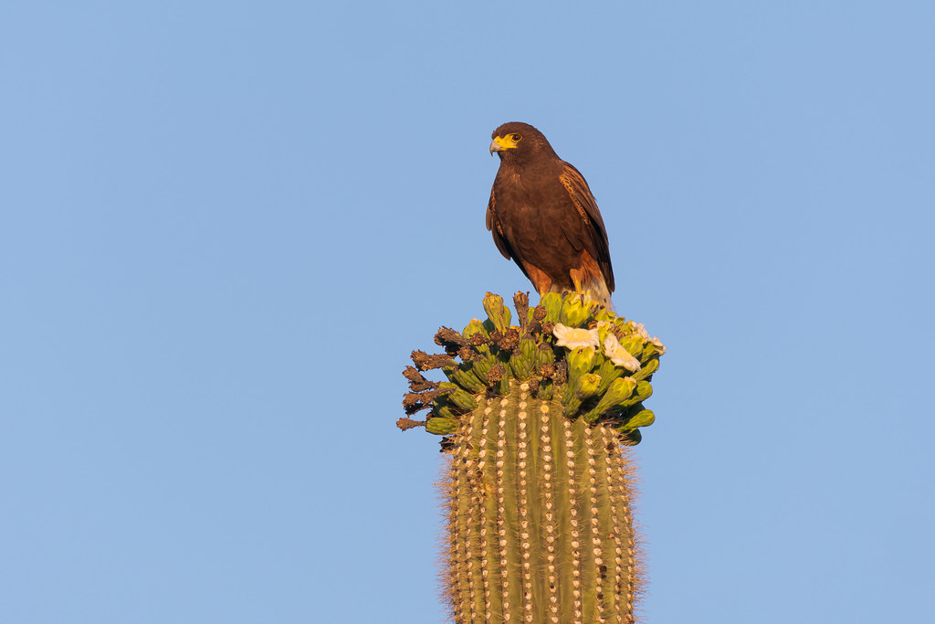 A Harris's hawk perches atop a saguaro, fully lit by the rising sun after it cleared the mountains, taken on the Latigo Trail in McDowell Sonoran Preserve in Scottsdale, Arizona in May 2019