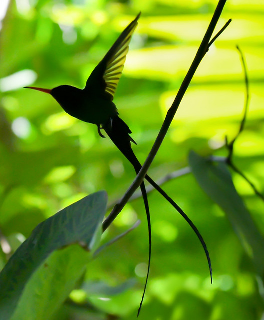 Doctor Bird - Jamaican National Symbol
