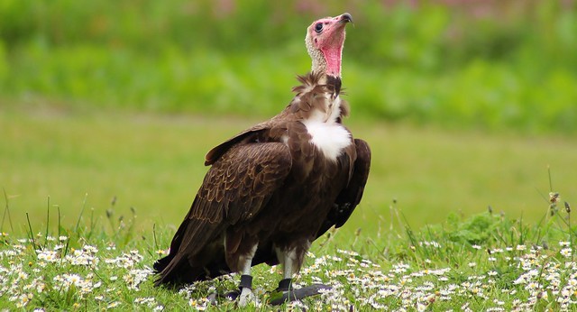 Vulture @ Knowsley Safari Park Merseyside, England, UK (01-06-19)