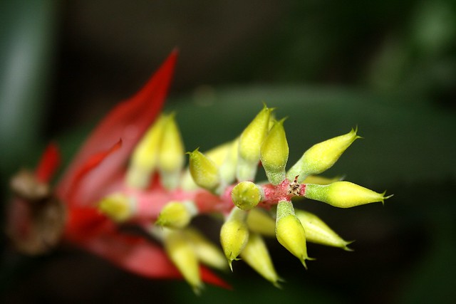Flor da Bromelia