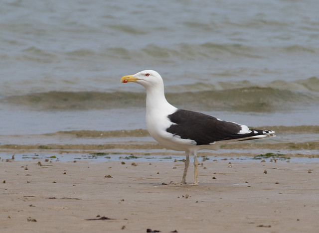 Great Black-backed Gull (Larus marinus), adult