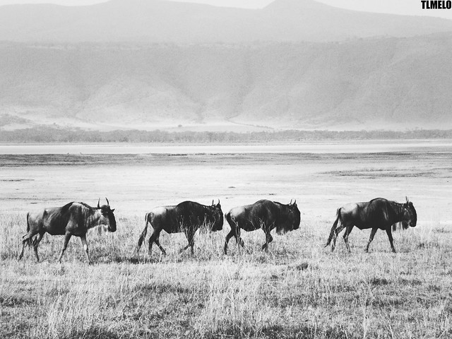 Ngorongoro - Tanzania - Africa