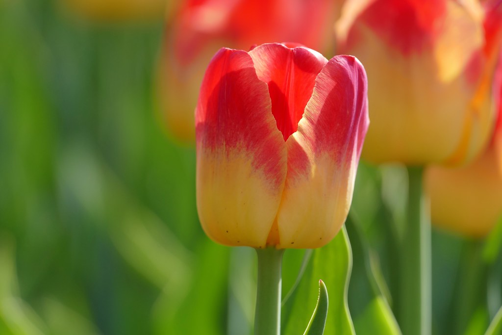 Panasonic FZ1000, Tulips, Botanical Gardens, Montréal, 20 … | Flickr