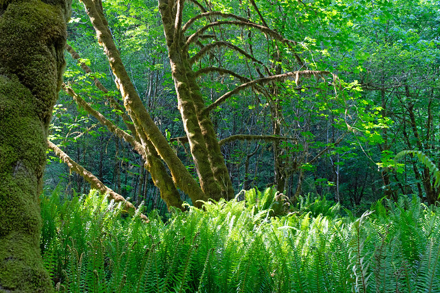Mossy trunk & ferns