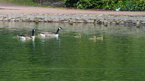 Coming for shore: Canada goose family