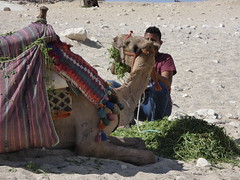 A boy and his camel