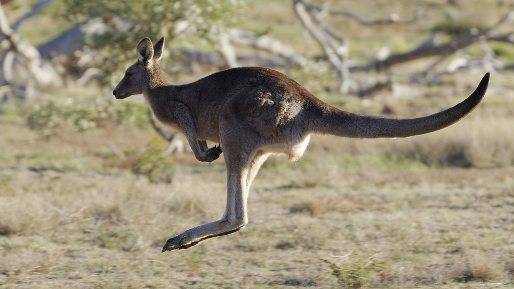 Kangaroo in flight - PentaxForums.com
