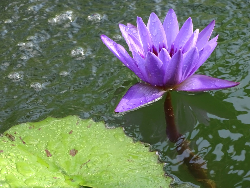 Flower in Pond - Botanic Gardens - Sapporo - Hokkaido - Japan