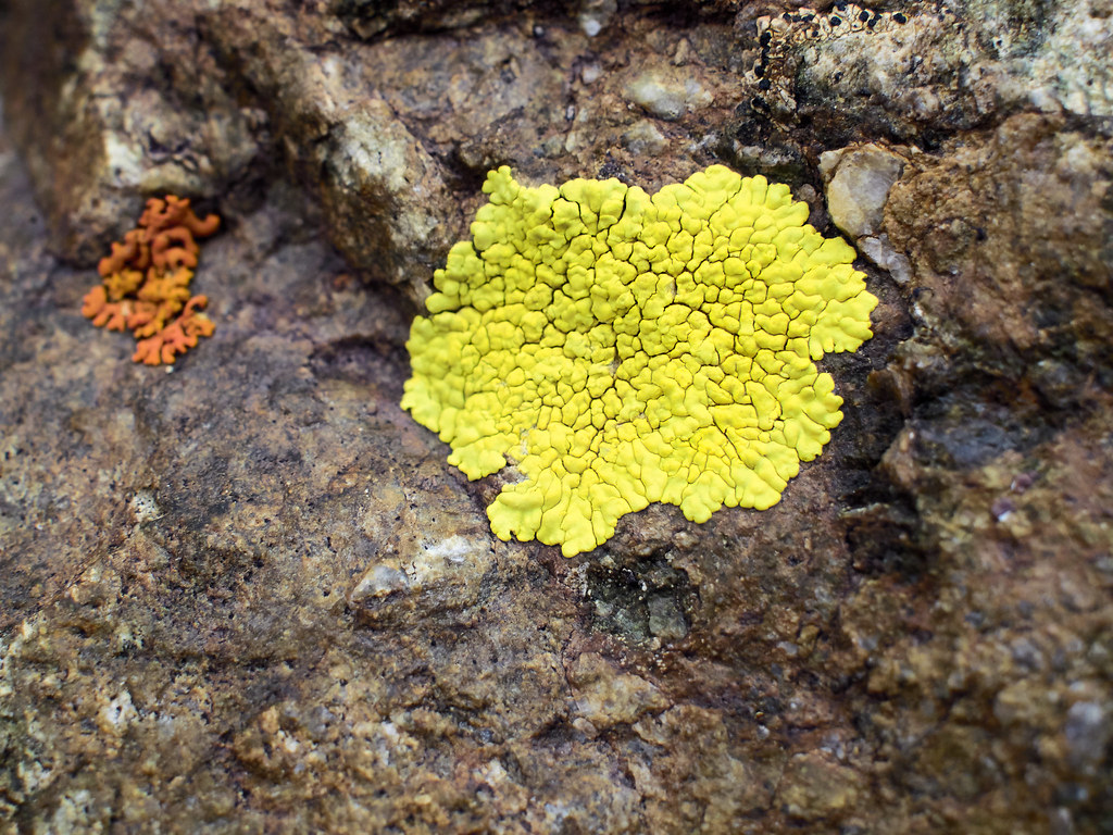 Flickr Album: Lichens: VIS, UVA and NIR