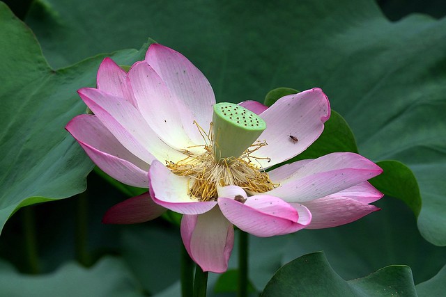 夏荷 . 怒放   Lotus blossom in summer