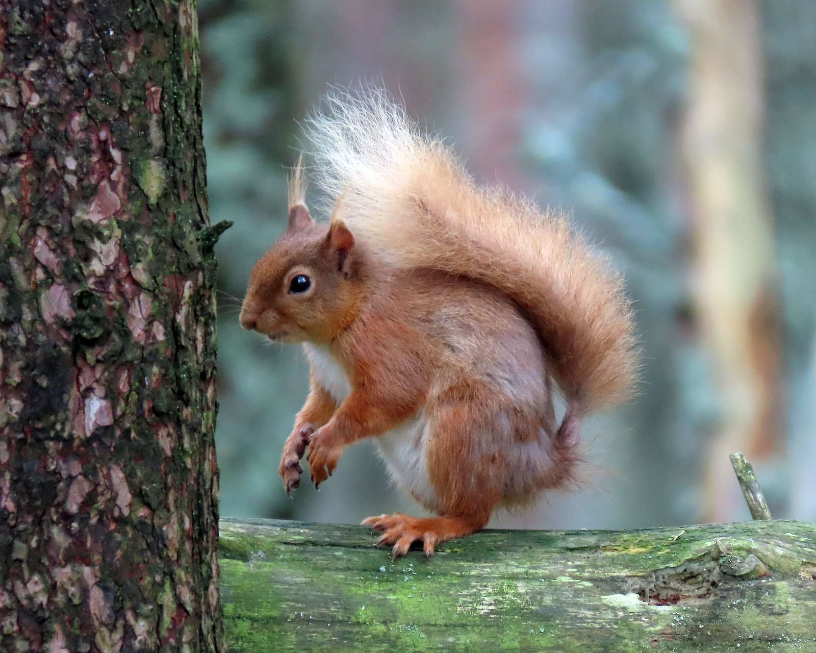 Red Squirrel - Sciurus vulgaris