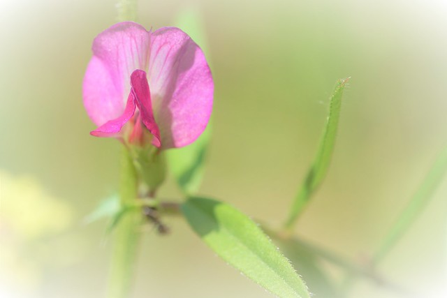 Tiny litte flower