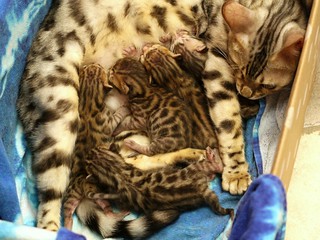 best litter for bengal cats