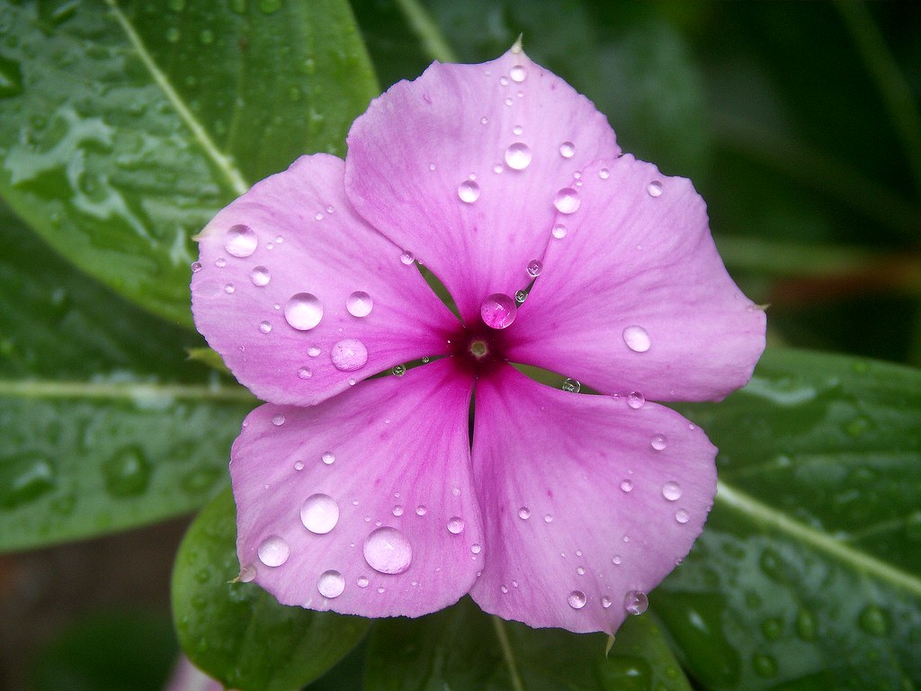 Flor na chuva | Catharanthus roseus (L.) G.Don KONICA MINOLT… | Flickr