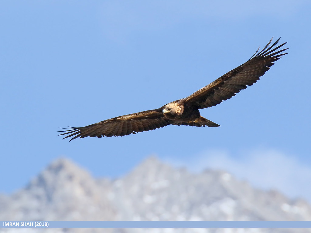 Golden Eagle (Aquila chrysaetos)