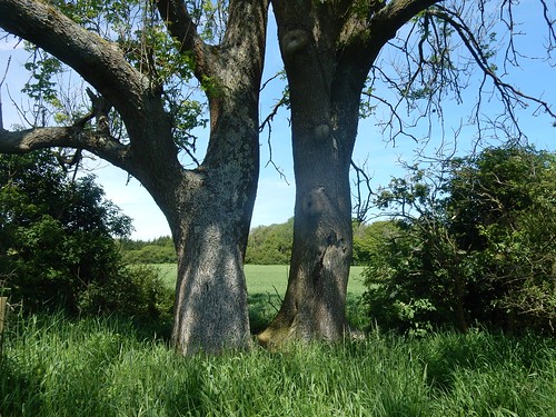 Twin trees Sandling to Wye 